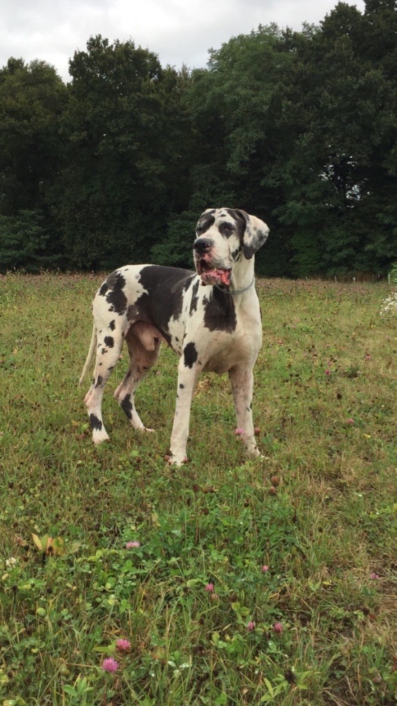 Jasper Au Royaume De Leyla