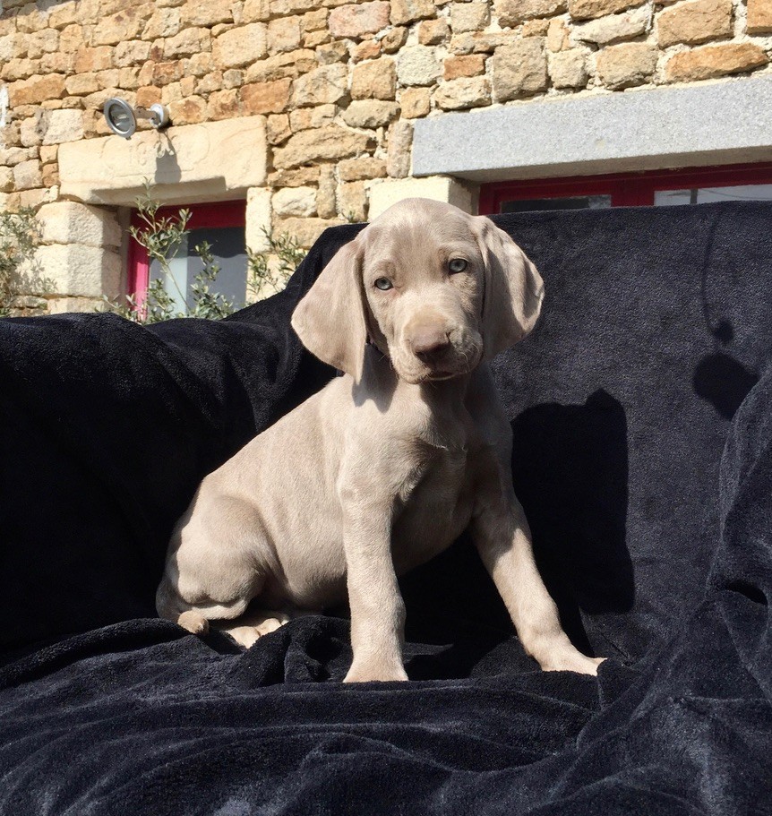 des Terres de la Magone - Chiots disponibles - Braque de Weimar