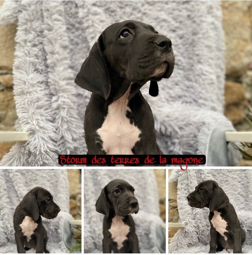 des Terres de la Magone - Chiots disponibles - Dogue allemand