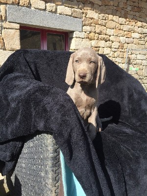 CHIOT collier bleu