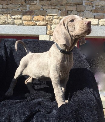 CHIOT collier noir