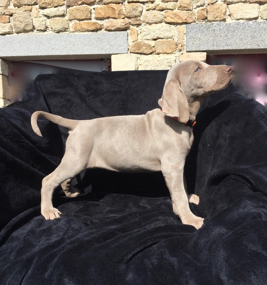 des Terres de la Magone - Chiots disponibles - Braque de Weimar