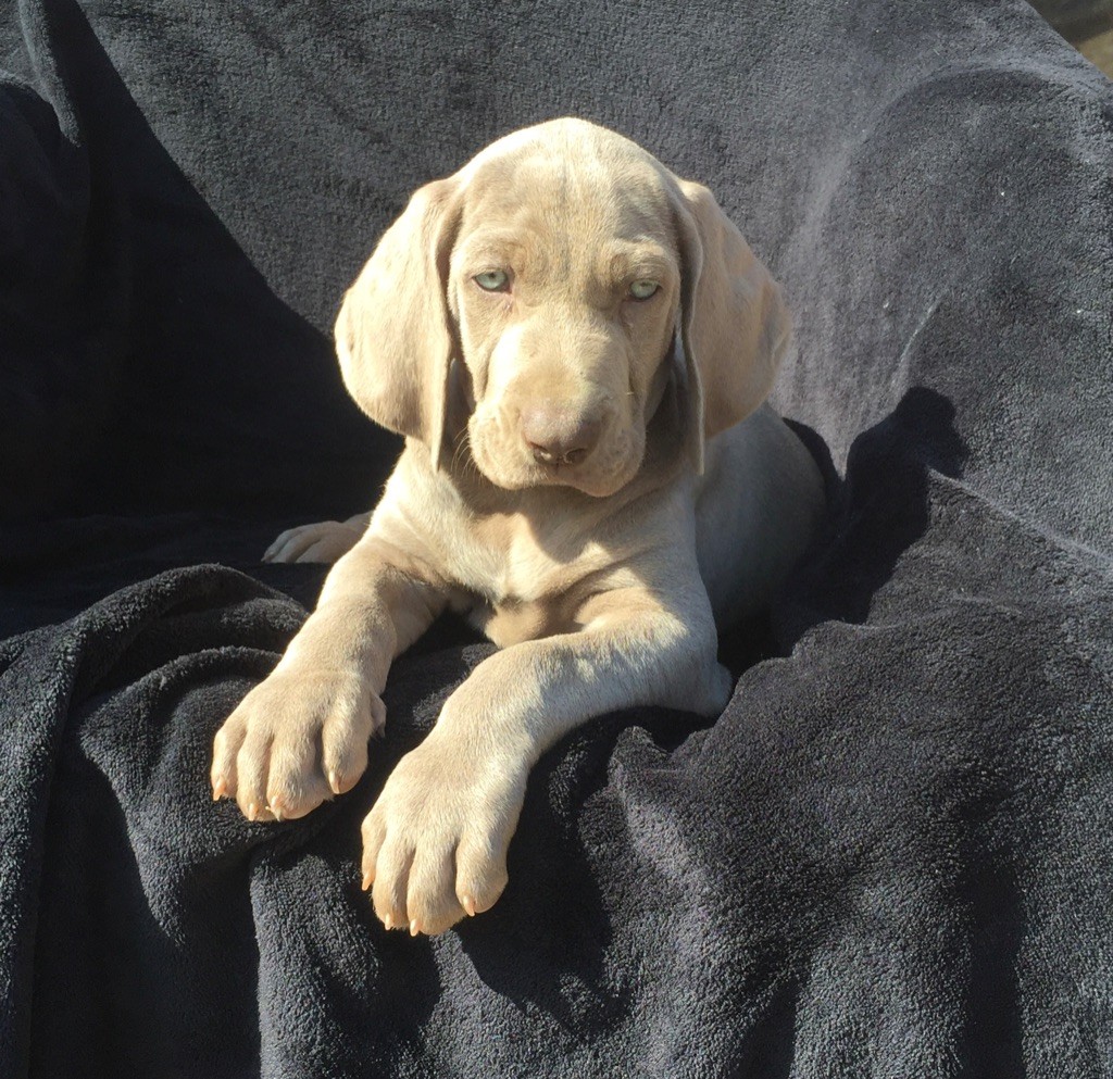 des Terres de la Magone - Chiots disponibles - Braque de Weimar